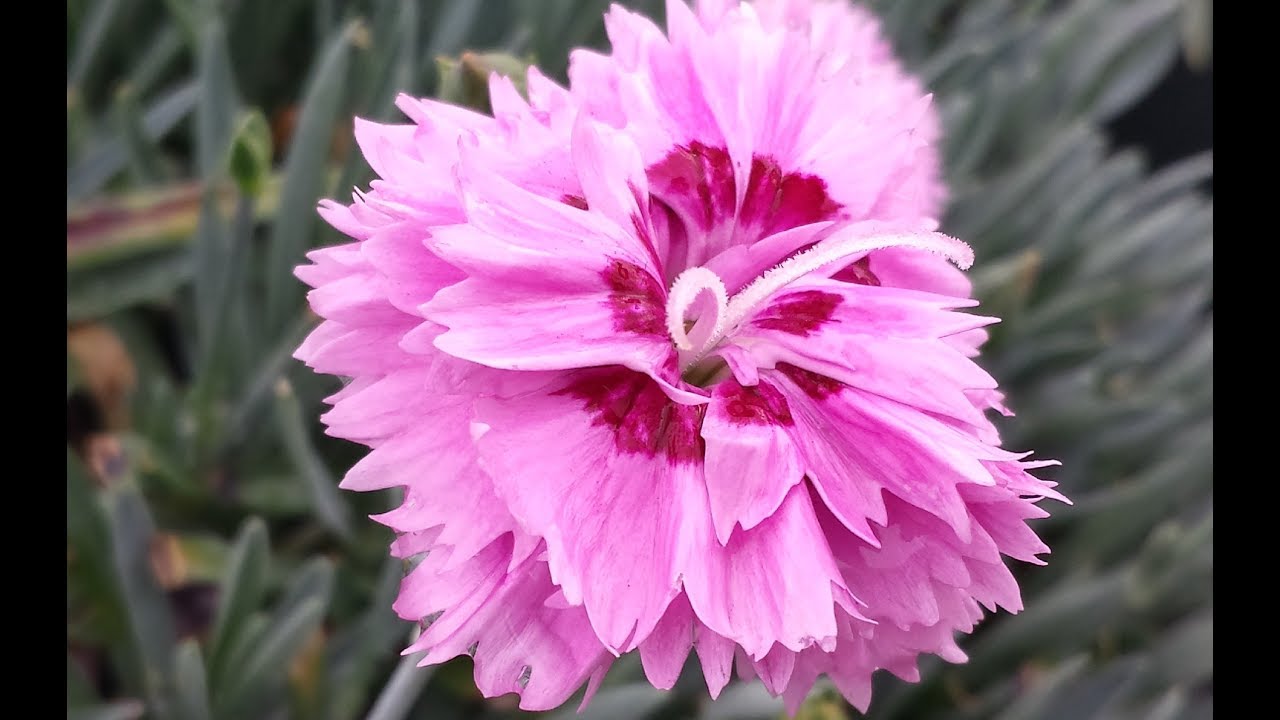 Best Flowering Perennials - Dianthus Star Double™ 'Pop Star'
