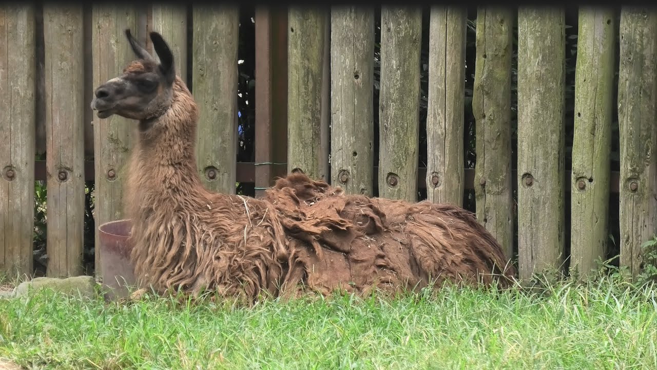 ラマ 東武動物公園 年9月18日 Zfc Jp