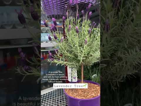 Wideo: Informacje o płaczącym czewniku – jak wyhodować lawendowe drzewo szmaragdowca
