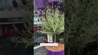 Lavender Tree  shorts foryou  plantlover flowers