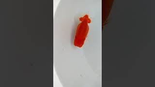 DSC 2002