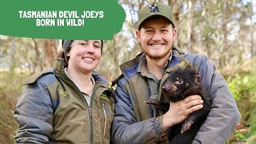 TASMANIAN DEVIL JOEYS BORN IN THE WILD OF MAINLAND AUSTRALIA
