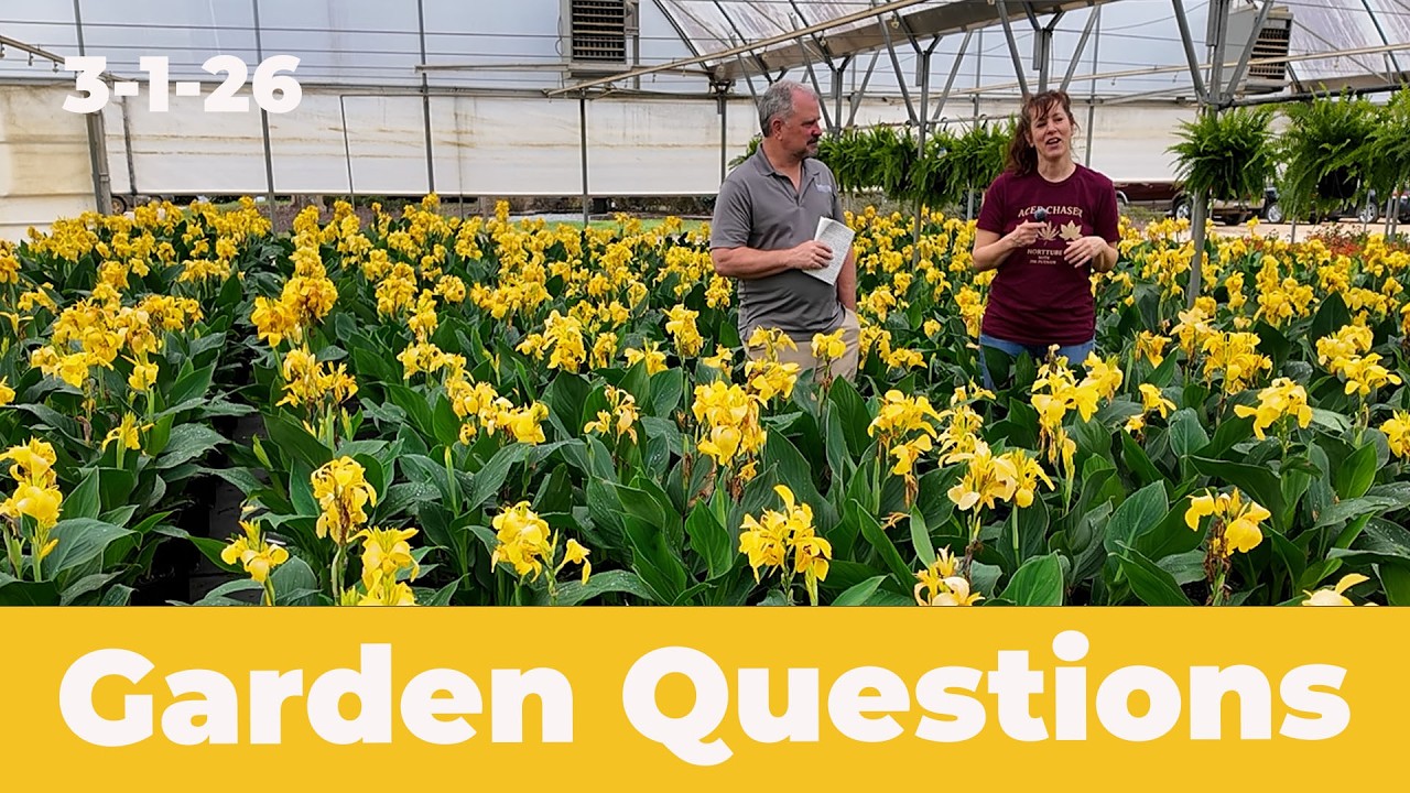 Why Horticulture, Difference in Compost, How Much Fertilizer, Why Graft Trees - Garden Q and A