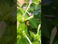 knight born flowers 1026#నైట్ బోర్న్ ఫ్లవర్స్ #beautful flowers #shorts