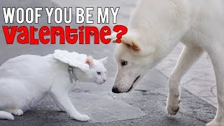 DOGS \& CATS VALENTINE'S DAY 2019