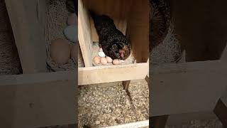 Checking my chicken eggs #farming #offgrid #homestead