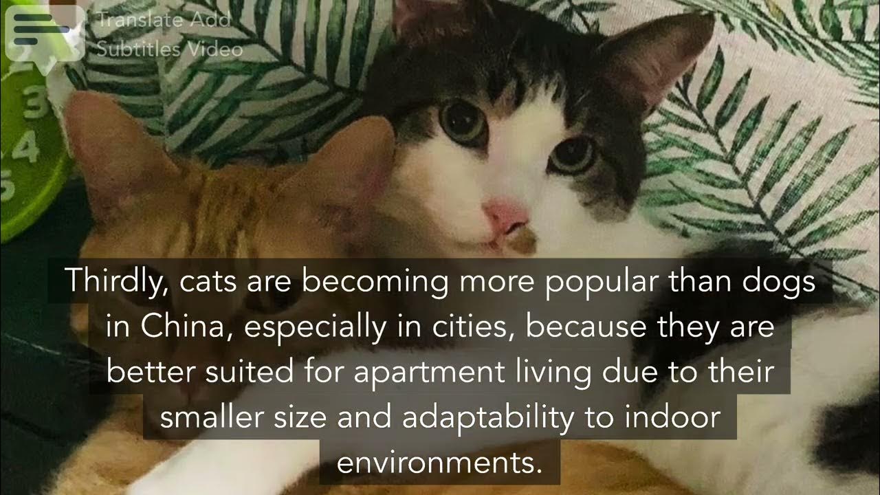 Are Cats Popular Pets In China