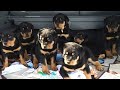 super quality rott pupps  Father  import