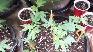 Grower Deacon Dave indoor grow update on 12/6/20 4:20!