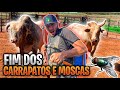 TRATAMENTO PARA ELIMINAR CARRAPATOS E MOSCA DOS TOUROS DE RODEIO