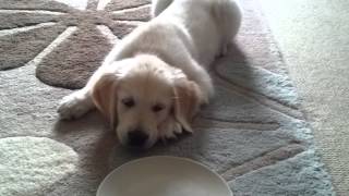 GOLDEN RETRIEVER PUPPY DOESNT LIKE PLATES by HENRYHOBBS1 416 views 9 years ago 1 minute, 17 seconds