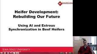 Benefits of Estrous Synchronization and Artificial Insemination in Beef Heifers