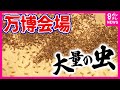 【万博】「虫」が大量発生…大屋根リングの上は大パニック SNS上でも万博会場の虫が話題に 防虫スプレーは効果期待できず 夕方の活動時間を避けることが効果的 虫の正体は「ユスリカ」〈カンテレNEWS〉