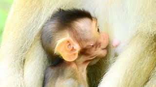 Little Brady Trying His Chanec To Get Milk With Momma Rose.