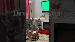 Drum Master #music #cute #phonk #doggo #phonkmusic #edit #remix #pets #dance #animals