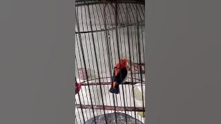 Burung Kersen Gacor Dor