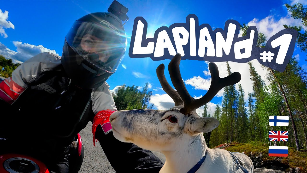 Мотопутешествие в Лапландию, Финляндия | Северные олени на дороге