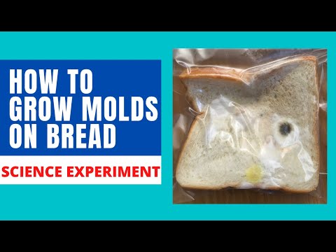 Video: Mold on bread (photo). How to grow it at home?