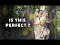 Is this Jackfruit Perfect...or Too Late? | Tender Jackfruit Curry