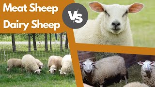 Best Sheep Breeds: Meat Sheep Breeds vs Milking Sheep Breeds