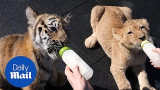 Baby tiger and lion cubs become the best of friends at Russian zoo