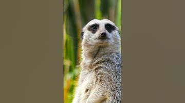 Meerkat Standing Up 🦥 #shorts #youtubeshorts #meerkat #wildlife