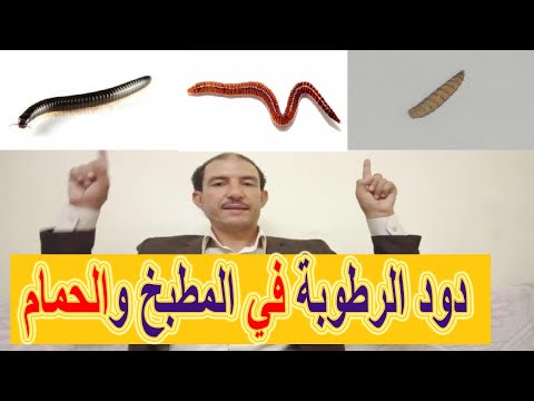 دود الرطوبة طرق القضاء على ديدان الرطوبة للأبد وانواع دود الرطوبة في المطبخ والحمام