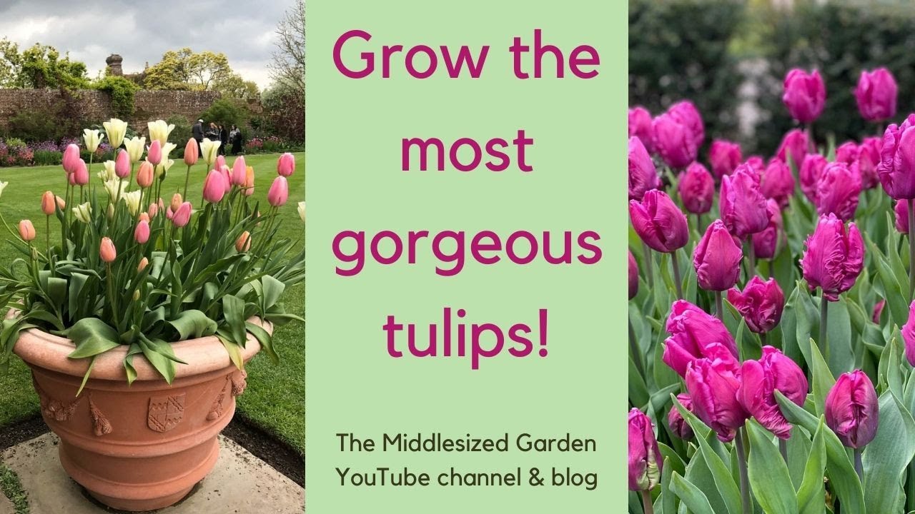 4 Expert Tips for When and How to Cut Tulips in Your Garden