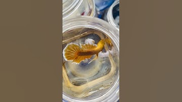 Nuôi cá Betta ở hồ nào cho tốt #shorts