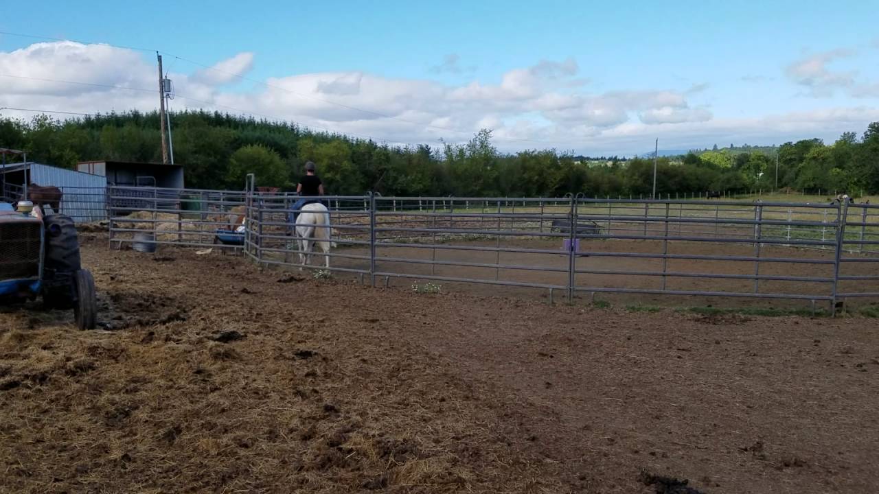 Harmony New Beginnings Animal Rescue YouTube