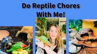 Do Reptile Chores With Me!