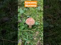 Красавец Мухомор/fly agaric