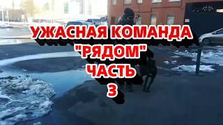 УЖАСНАЯ КОМАНДА "РЯДОМ".ЧАСТЬ 3.Разбираем видео.Дрессировка и воспитание собаки УЖАСНАЯ КОМАНДА "РЯДОМ".ЧАСТЬ 3.Разбираем видео.Дрессировка и воспитание собаки