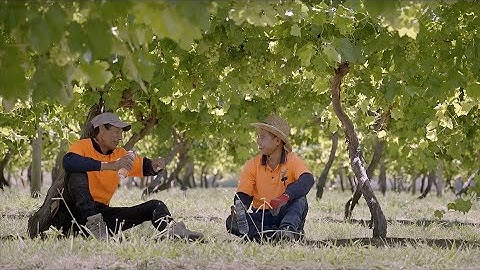 Harvesting greatness, part 1: Introduction to table grapes