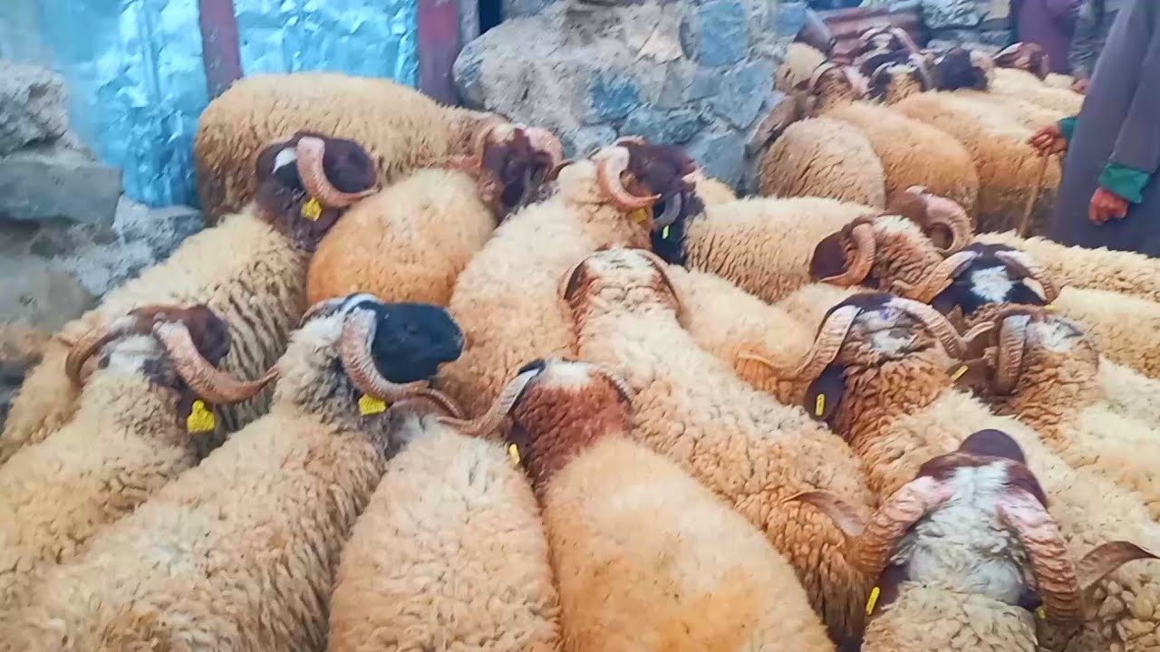 مباشرة من سوق الأثنين كهف النسور إقليم خنيفرة 20/05/2024 مع أثمنة حولي البركي العيد الاضحى وخروفة