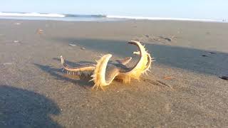 Star fish walking on the beach