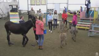 Donkey walk am 10092016