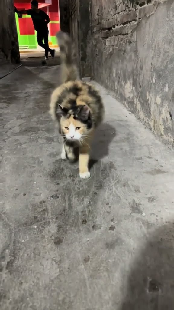 c magnifique maman chat ? ? ? ? ? ?