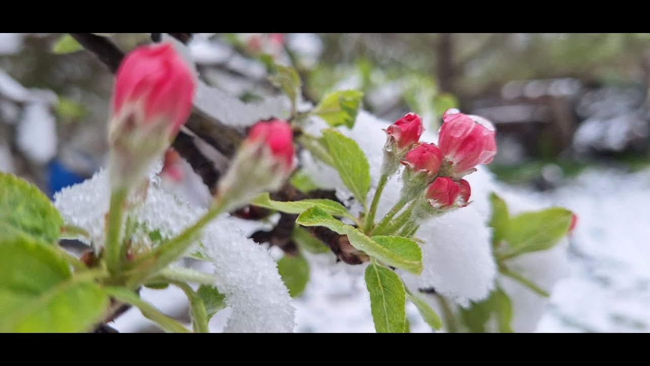 Сняг през април - как да защитим растенията в градината