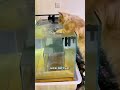 Kitten vs Water 😍🤣 #shorts #cat #cute