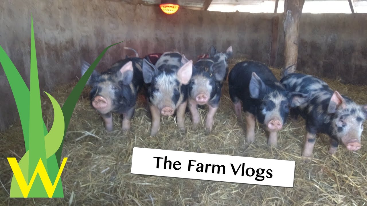 Keeping the Pigs Warm YouTube