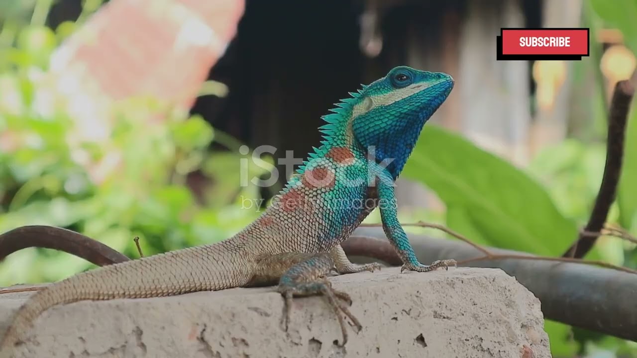 Chameleon Changing Color _ الحرباء تغير لونها..حقيقة ام خيال