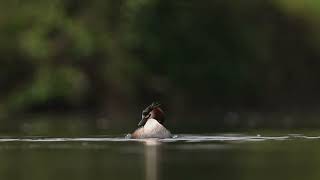 the lonely great crested grebe