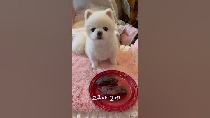 있었는데요 없었습니다  #shorts  #샤샤의하루