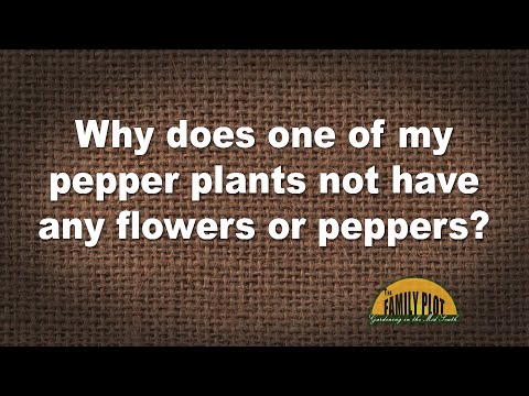 Video: Instead Of A Flower On The Window, We Will Grow Bitter Pepper