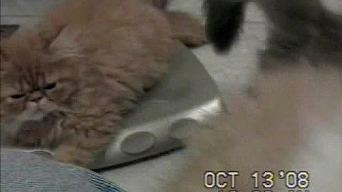 Video 11840271: persian kittens cattery, purr