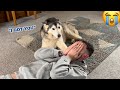 Fake Hurt Prank On All 3 Of Our Huskies!!😮. [BEST REACTIONS EVER!!]