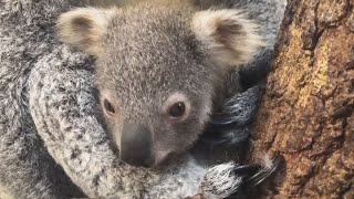 Zoo Names Baby Koala Hope as Tribute to Australia Wildfires