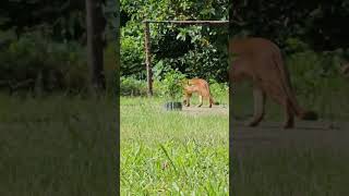 avistamiento de puma en la selva cusqueña #puma #quillabamba #palmeiras #kumpirushiato