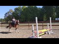 Pumba oxer